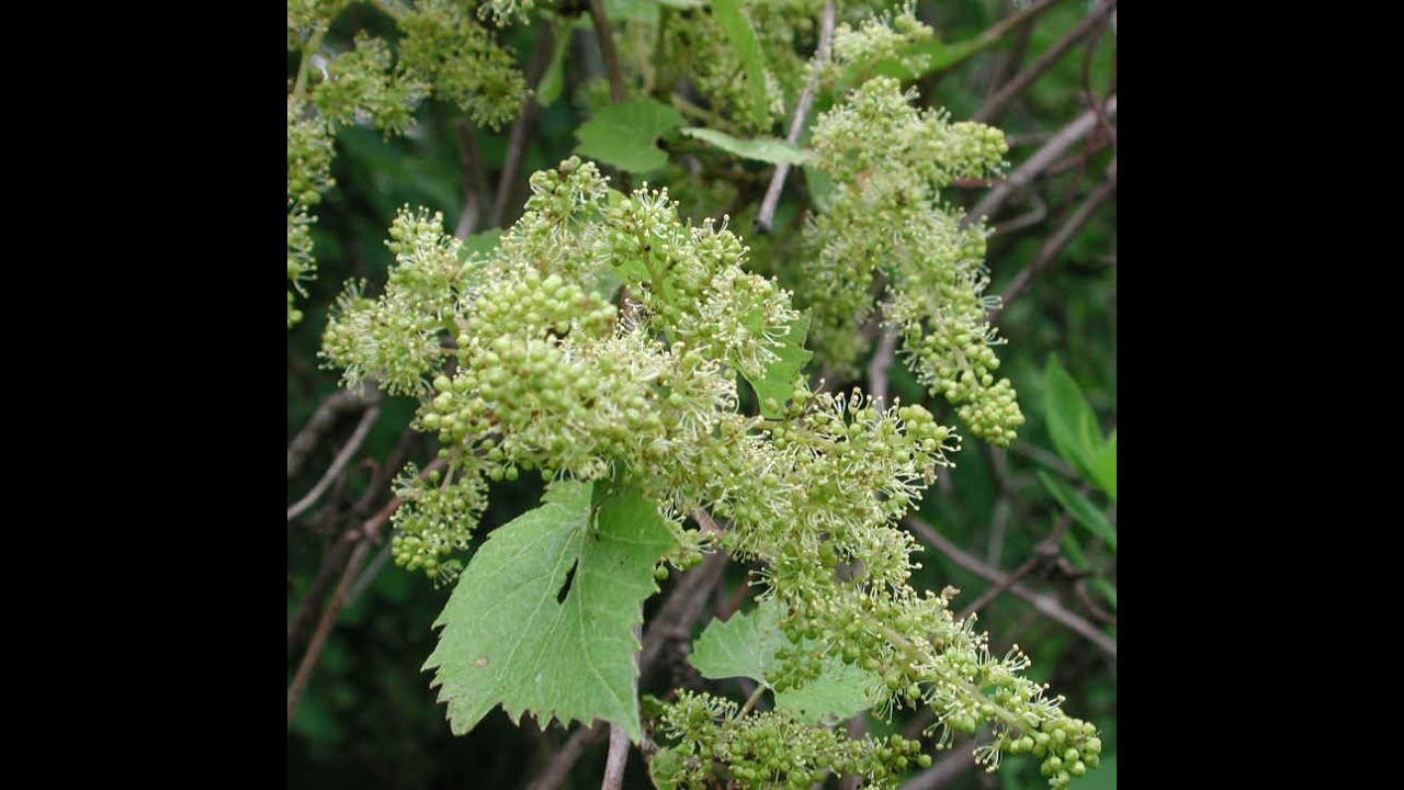 The Budding, flowering and fruit set process of Grape Vines