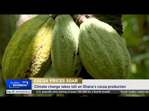 Climate change takes toll on Ghana's cocoa production