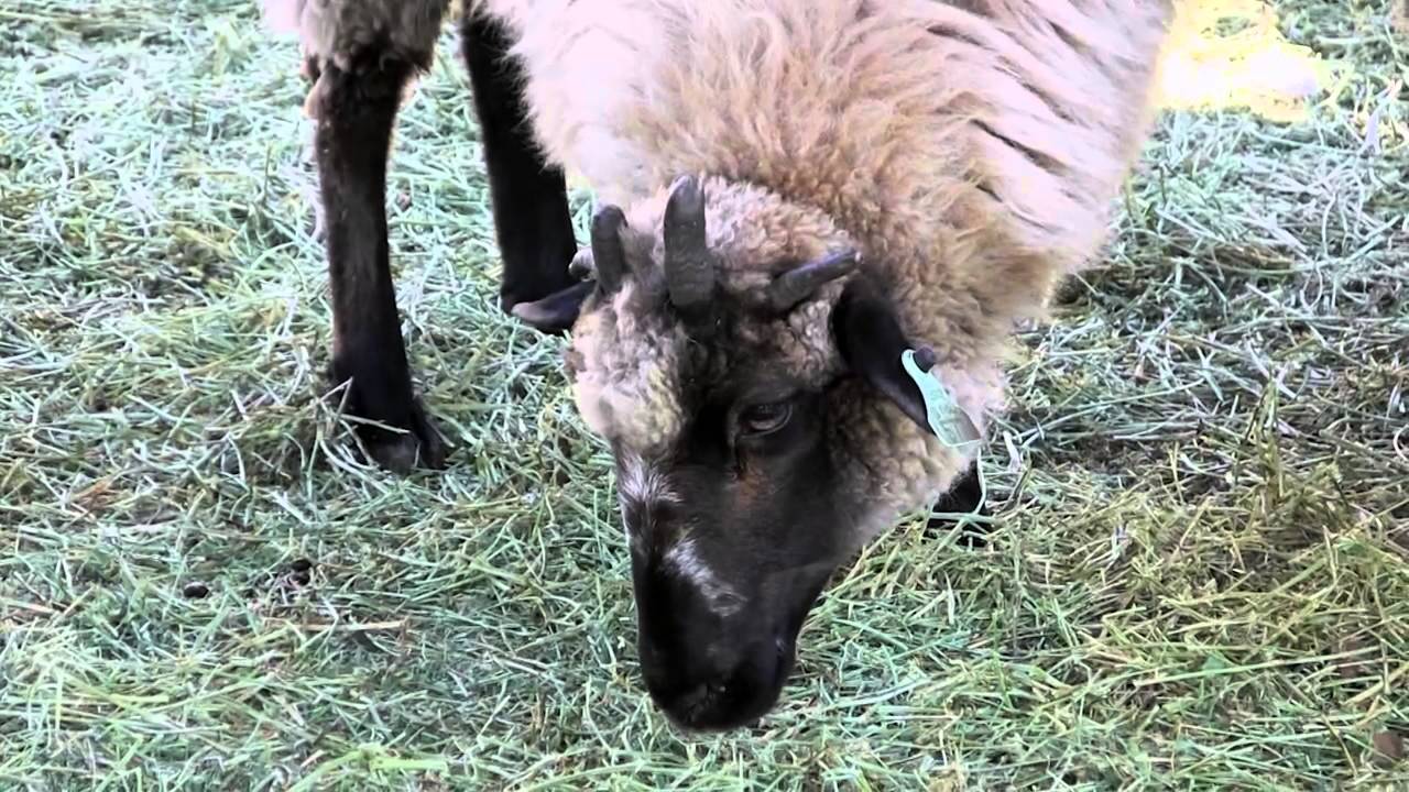 Breed Profile: Navajo Churro Sheep — MOTHER EARTH NEWS