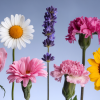 5 Edible Flower Garnishes for Desserts