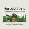 Agroecology Boosts Biodiversity and Crop Yields