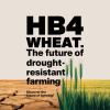HB4 Wheat Revolutionizes Drought-Resistant Farming