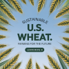 U.S. Wheat Production Achieves Major Sustainability Gains