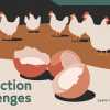 Egg Production Challenges Impact Global Food Security